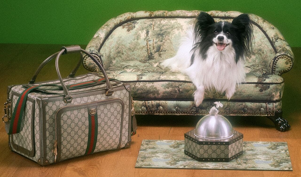 accessories bag handbag animal canine mammal pet dog
