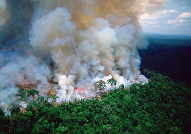 Leonardo DiCaprio-Floresta Amazonica