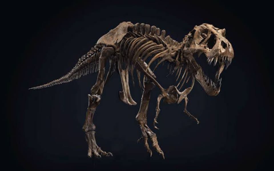 Esqueleto de tiranossauro